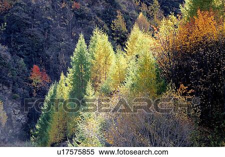 Stock Photography - Plants, Bushes, Trees, Forests, Forest & Tree, Mountain. Fotosearch