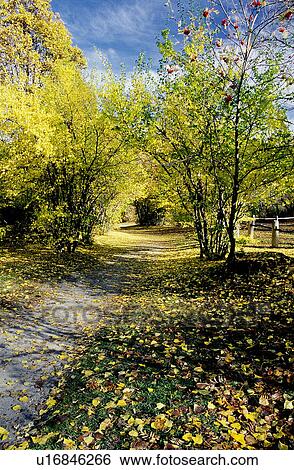 Stock Photograph - Plants, Bushes, Woods, Forests, Branch, Forest, Plant. Fotosearch
