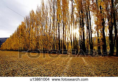 Plants, Fall, Trees, Forest & Tree, Flurishing View Large Photo Image Picture - Plants, Fall, Trees, Forest & Tree, Flurishing. Fotosearch