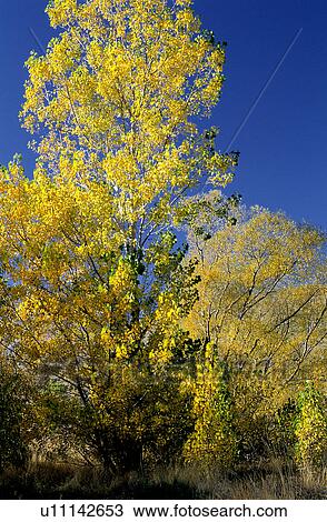 Stock Image - Plants, Forests, Trees, Forest, Leaves. Fotosearch