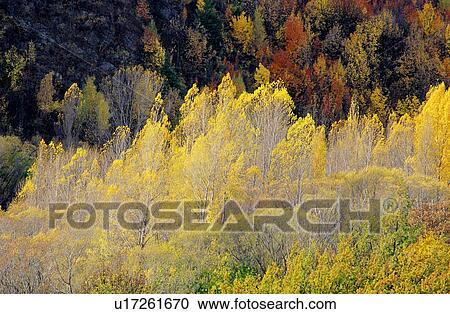 Plants, Leaf, Trees, Branches, Woods, Forests, Tree View Large Photo Image Stock Image - Plants, Leaf, Trees, Branches, Woods, Forests, Tree. Fotosearch