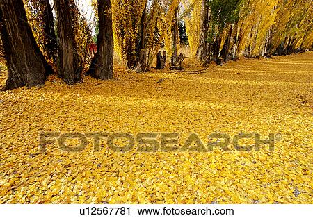 Stock Image - Plants, Trunk, Tree, Falling leaf, Bushes, Forests, Leaf. Fotosearch
