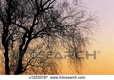 Stock Photo - Sunsetting, Plant, Fall, Trunk, Withering, Tree, Forest & Tree. Fotosearch