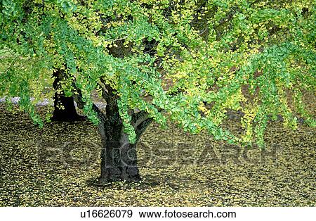 Tree, Bushes, Leaves, Branches, Trees, Falling leaf, Plant View Large Photo Image Stock Photo - Tree, Bushes, Leaves, Branches, Trees, Falling leaf, Plant. Fotosearch