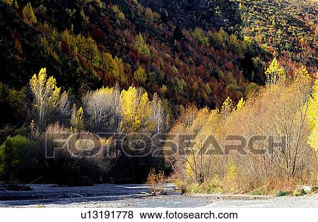 Stock Photo - Tree, Forest, Flurishing, Withering, Bushes. Fotosearch