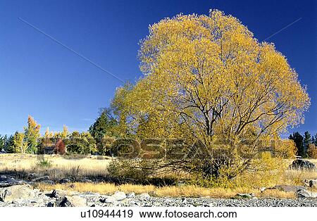 Stock Photo - Tree, Forest & Tree, Forest, Forests, Plants. Fotosearch