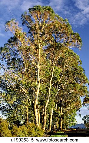Stock Photography - Tree, Leaf, Bushes, Tall, Trunk. Fotosearch