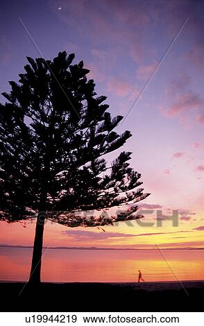 Stock Photo - Tree, Leaves, Plant, Trunks, Trunk. Fotosearch