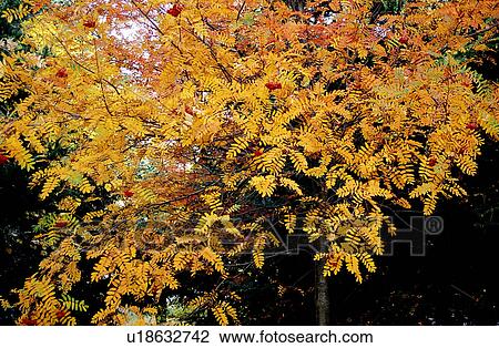Stock Image - Tree, Plant, Leaf, Leaves, Trees, Plants. Fotosearch
