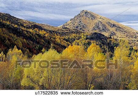 Stock Photography - Tree, Plants, Woods, Forests, Fog, Cloud. Fotosearch