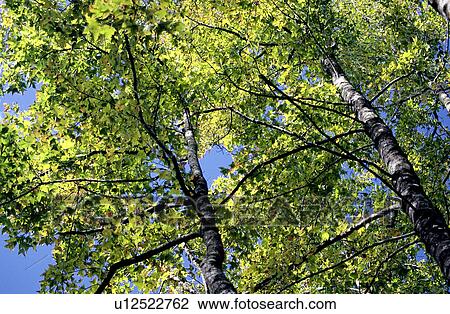 Stock Image - Tree, Trunk, Branches, Branch, Trees, Woods. Fotosearch