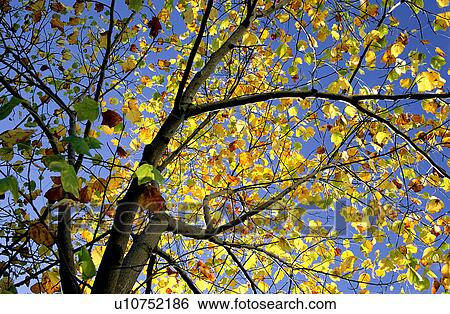 Stock Photograph - Tree, Trunks, Leaf, Branch, Plant, Branches. Fotosearch