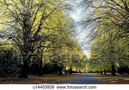 Trees, Branch, Straight, Leaf, Plants, Tree View Large Photo Image Stock Photo - Trees, Branch, Straight, Leaf, Plants, Tree. Fotosearch