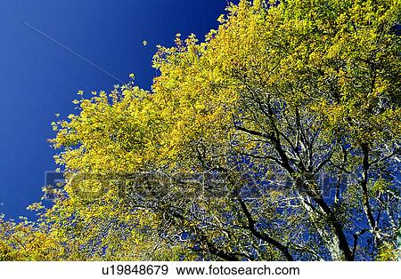 Trees, Branches, Branch, Trunks, Bushes, Woods View Large Photo Image Stock Photo - Trees, Branches, Branch, Trunks, Bushes, Woods. Fotosearch