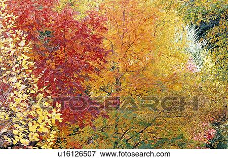 Trees, Flurishing, Trunks, Plant, Falling leaves View Large Photo Image Stock Photo - Trees, Flurishing, Trunks, Plant, Falling leaves. Fotosearch