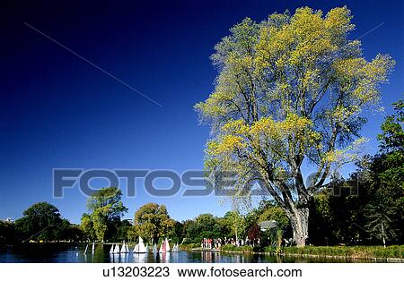 Stock Image - Trees, Forests, Water, Plant, Lakes. Fotosearch