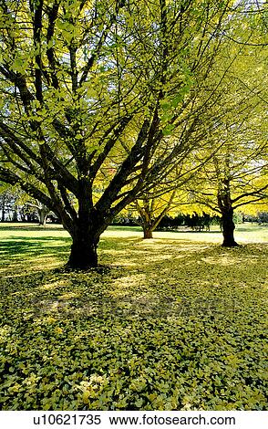 Stock Photography - Trees, Shadow, Leaf, Branch, Grassland. Fotosearch