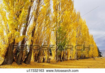 Trees, Trunk, Plant, Plants, Forests, Leaf, Yellow View Large Photo Image Stock Image - Trees, Trunk, Plant, Plants, Forests, Leaf, Yellow. Fotosearch