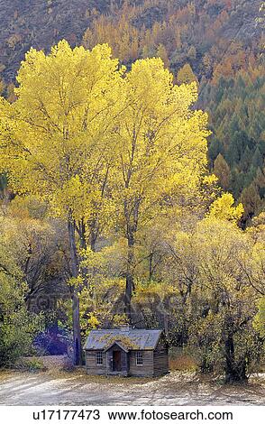 Stock Image - Trees, Withering, Forest & Tree, Trunk, House, Plants, Building. Fotosearch