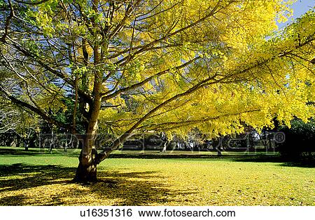 Stock Photograph - Trees, Woods, Branch, Trunk, Bushes. Fotosearch