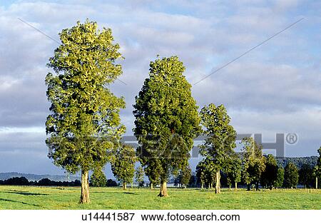 Trunk, Bushes, Woods, Branch, Plant, Leaves View Large Photo Image Stock Photo - Trunk, Bushes, Woods, Branch, Plant, Leaves. Fotosearch