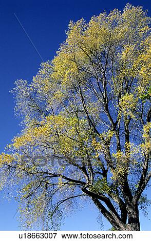 Stock Photo - Trunk, Forest & Tree, Leaves, Leaf, Trees, Plant. Fotosearch