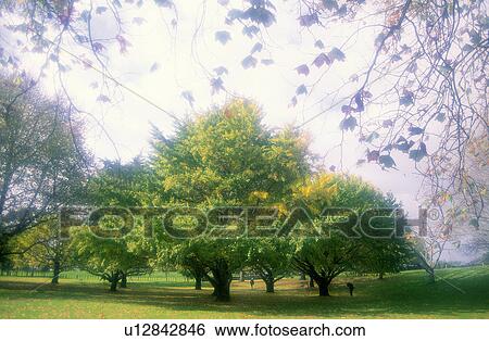 Stock Photograph - Trunks, Leaves, Leaf, Branch, Woods. Fotosearch