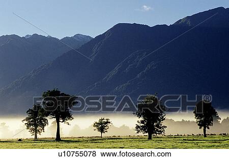Stock Photo - Trunks, Plants, Grassland, Trunk, Leaves, Leaf. Fotosearch