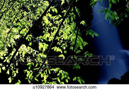 Picture - Water, Forest & Tree, Plants, Plant, Bushes, Waterfalls, Leaf. Fotosearch