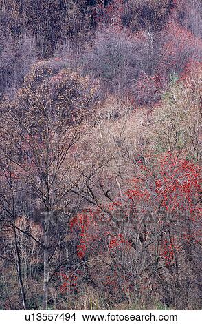 Withering, Fall, Plants, Forest, Bushes, Woods View Large Photo Image Picture - Withering, Fall, Plants, Forest, Bushes, Woods. Fotosearch