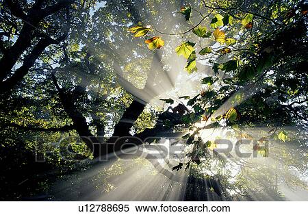Stock Photography - Woods, Leaf, Trunk, Branches, Trees, Sunshine. Fotosearch