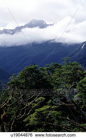 Stock Photograph - Woods, Mountains, Bushes, Forest. Fotosearch