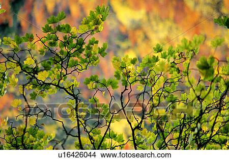 Picture - Woods, Tree, Leaves, Leaf, Fall, Branch. Fotosearch