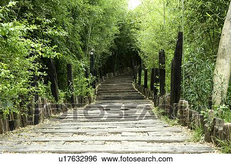 Stock Photograph - greenshade, greenland, the garden, the pavement, the park, trees. Fotosearch