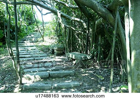 Stock Image - in spring, leaves, trees, outdoors, greenshade, the path, summer. Fotosearch