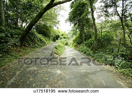 Stock Photography - leaves, greenshade, outdoors, the pavement, summer, greenland. Fotosearch