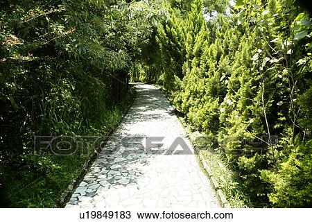 leaves, shady, Scenic Road, the pavement, shady path of forest, the park, summer View Large Photo Image Stock Image - leaves, shady, Scenic Road, the pavement, shady path of forest, the park, summer. Fotosearch