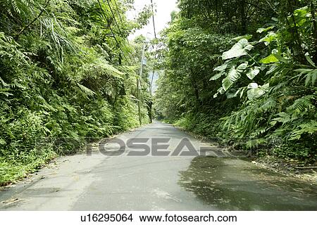 outside, the forest, it is cool, the daytime, the garden, greenshade View Large Photo Image Picture - outside, the forest, it is cool, the daytime, the garden, greenshade. Fotosearch