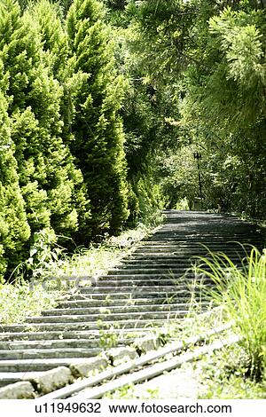 Stock Image - shady path of forest, the forest is shady, leaves, greenshade, the path, steps. Fotosearch