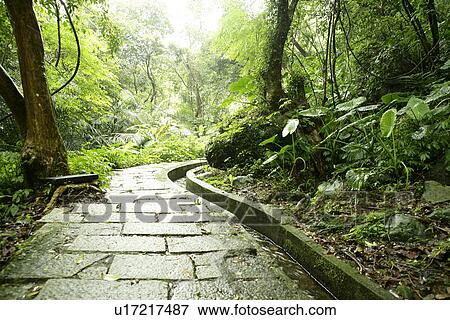Stock Photo - the forest, the daytime, Scenic Road, spring, shady path of forest. Fotosearch