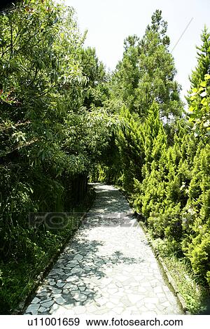 Stock Photo - the park, the grassland, the garden, shady path of forest, greenland, the path, greenshade. Fotosearch