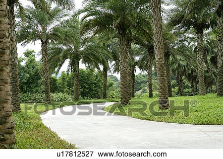 Stock Photo - the route, the grassland, outside, in spring, greenshade, leaves. Fotosearch