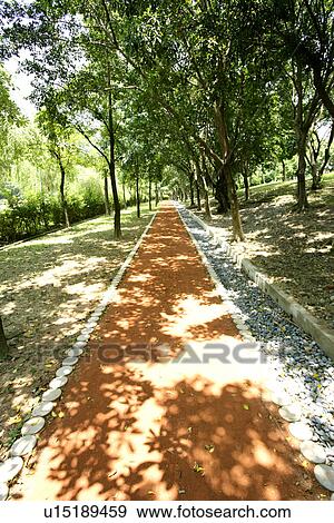 Stock Photo - trees, outside, the route, shady path of forest, Scenic Road, the daytime. Fotosearch