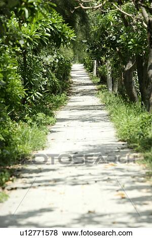 trees, shady path of forest, the forest, the daytime, leaves, the path View Large Photo Image Stock Photo - trees, shady path of forest, the forest, the daytime, leaves, the path. Fotosearch