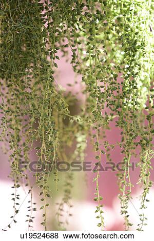 Stock Photo - scenery, Close-Up, Outdoors. Fotosearch