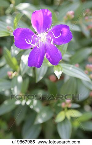 scenery, Close-Up, relax, Leisure View Large Photo Image Stock Photography - scenery, Close-Up, relax, Leisure. Fotosearch