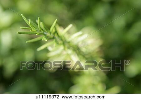 Stock Image - scenery, Outdoors, Day, leiture, Leisure. Fotosearch