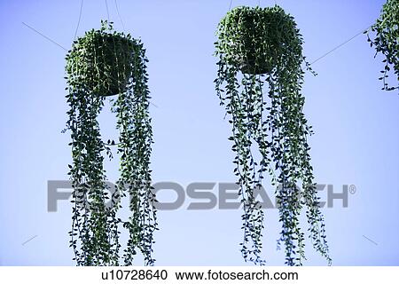 digital, greece, relax, plant, Close-Up, western culture View Large Photo Image Stock Image - digital, greece, relax, plant, Close-Up, western culture. Fotosearch