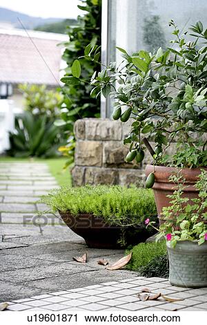 Pot plants, Trees, Garden, Grassland, Plants, Grass, Flagstone View Large Photo Image Stock Image - Pot plants, Trees, Garden, Grassland, Plants, Grass, Flagstone. Fotosearch