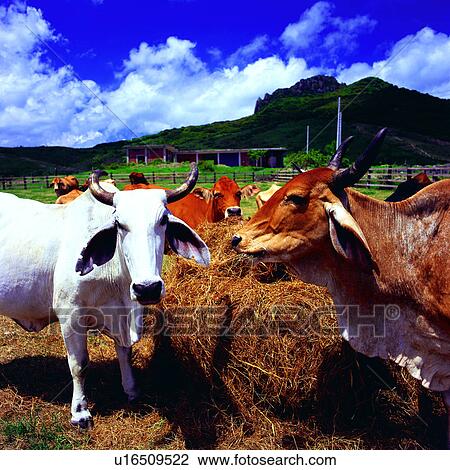landscape, farm, Taiwan, Kenting National Park, Livestock Research Station, Pingtung, Chinese View Large Photo Image Stock Image - landscape, farm, Taiwan, Kenting National Park, Livestock Research Station, Pingtung, Chinese. Fotosearch